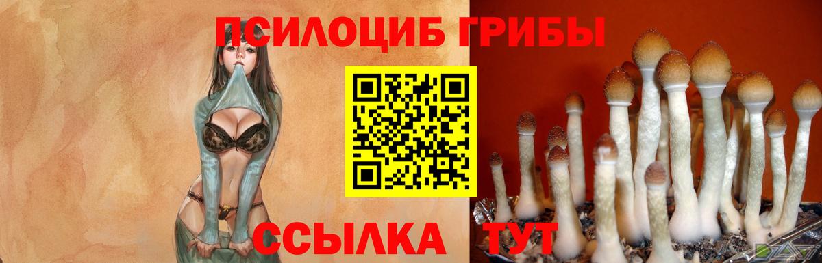 Галлюциногенные грибы Psilocybe Хасавюрт